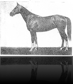 Saga, chest, 1951 Djambul (Safian–Gektografia) Elite, 8-9-8-5-7, 160-163-189-19 Turkmenistan
